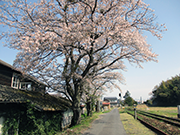 宍道校舎裏の桜